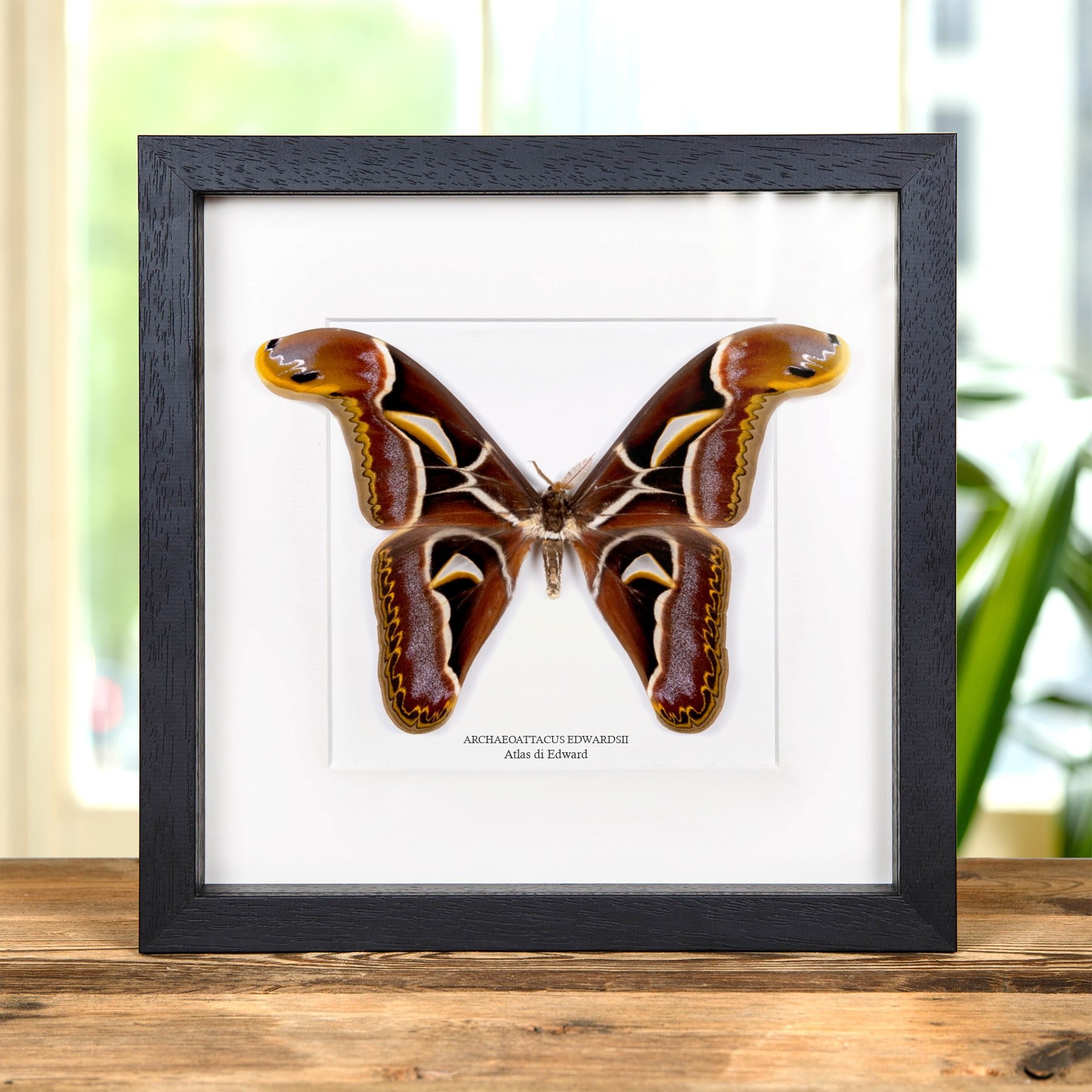Minibeast Falena Atlas di Edward in Cornice (Archaeoattacus edwardsii)