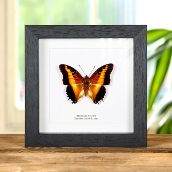 Farfallo Charaxes con Bordo Nero in Cornice (Charaxes pollux)