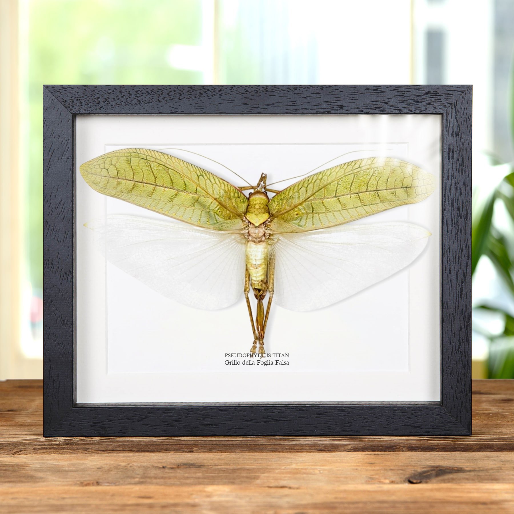 Minibeast Tettigonide foglia falsa in cornice (Pseudophyllus titan)