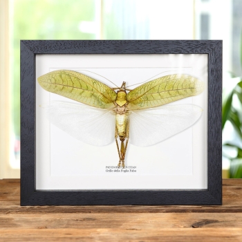 Tettigonide foglia falsa in cornice (Pseudophyllus titan)