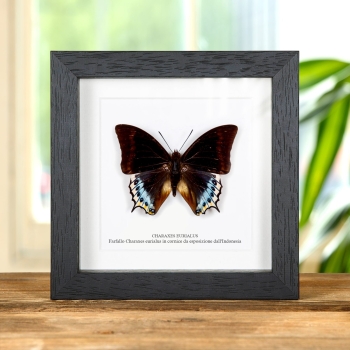 Charaxes eurialus Farfalla in Cornice Dall'Indonesia