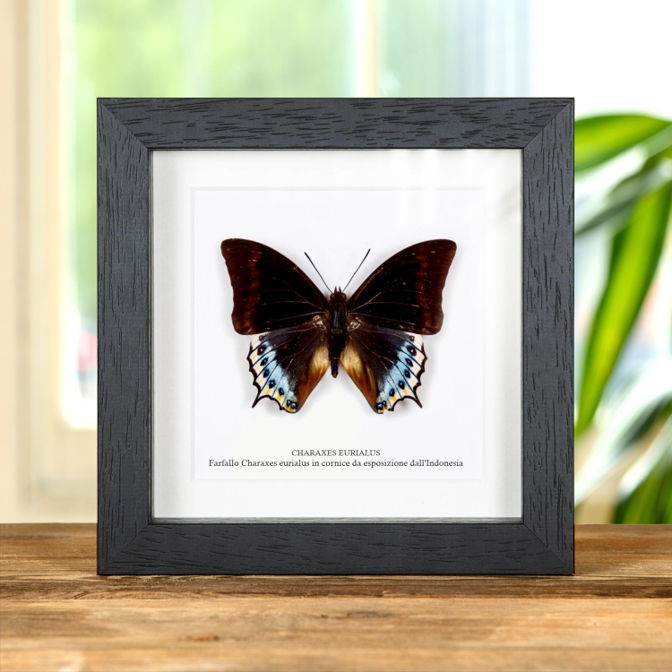 Charaxes eurialus Farfalla In Cornice Dall'Indonesia