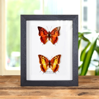 Farfalla Charaxes a Strisce Argento Maschio e Femmina coppia in Cornice (Charaxes lasti)