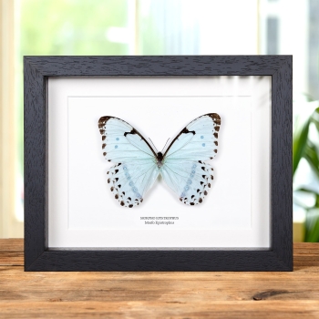 Epistrophus Morpho in Cornice (Morpho epistrophus)