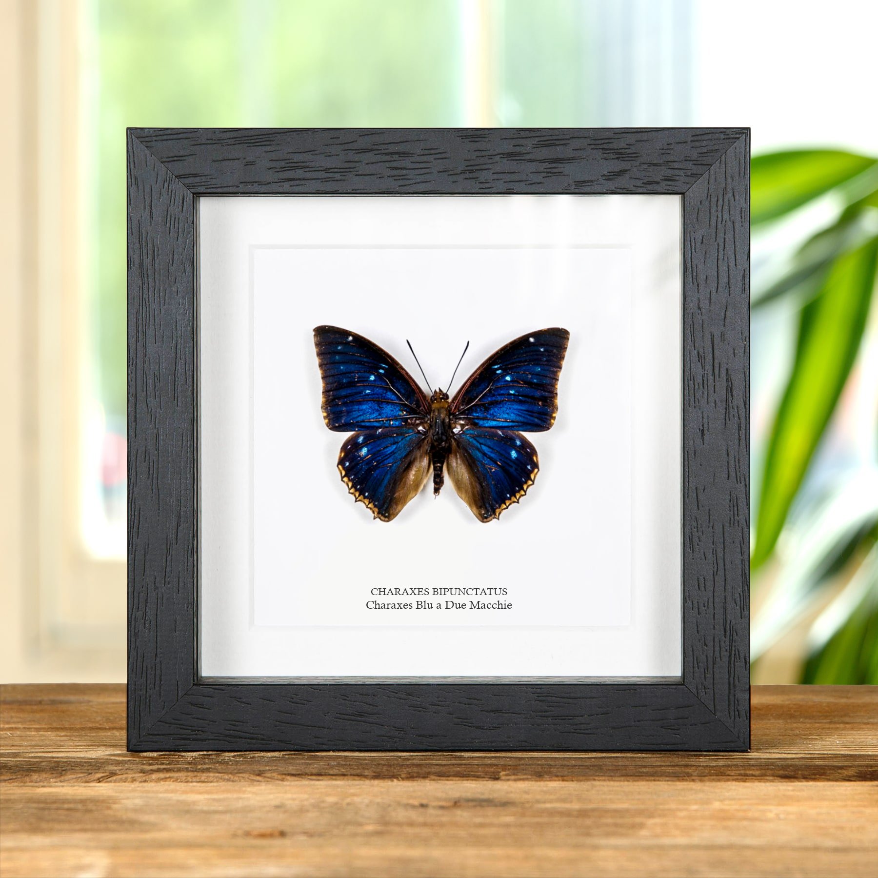 Minibeast Farfalla Charaxes Blu a Due Macchie in Cornice (Charaxes bipunctatus)