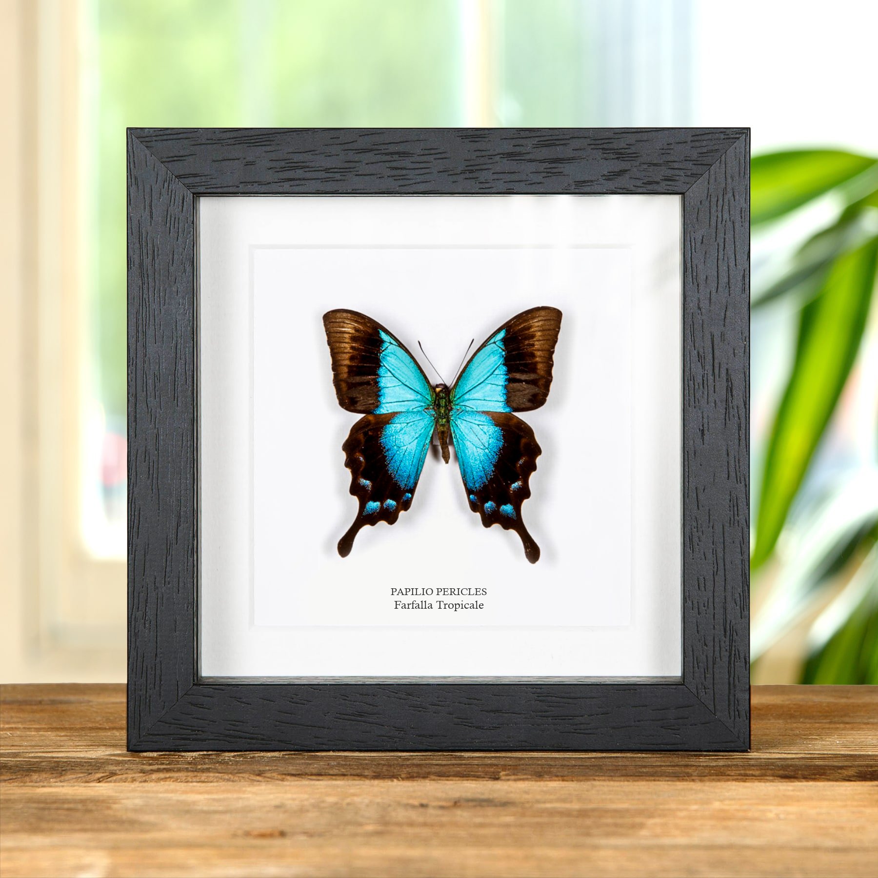 Minibeast Papilionide tropicale in cornice (Papilio pericles)