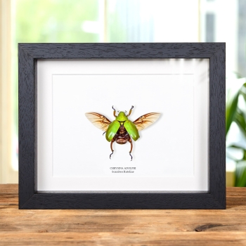 Scarabeo Ruteline in Cornice (Chrysina adolphi)