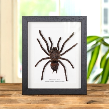 Tarantola nera della Thailandia in cornice (Cyriopagopus minax)