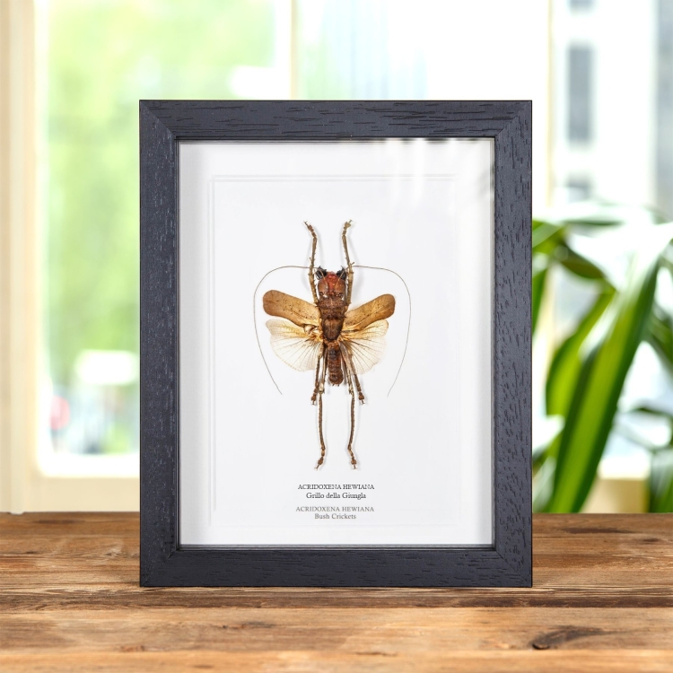 Tettigonide in cornice (Acridoxena hewiana)