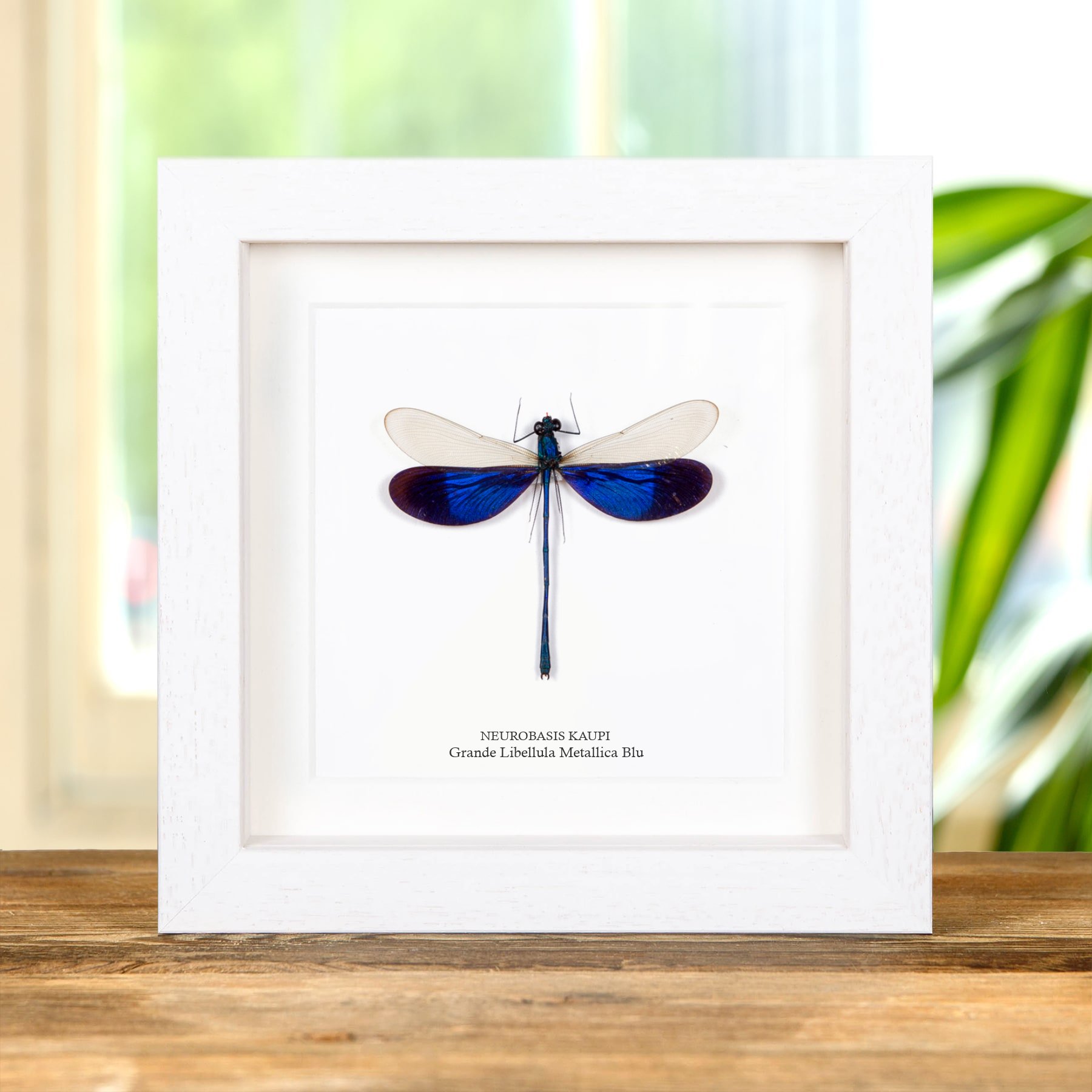 Minibeast Grande damigella blu dalle ali metalliche in cornice (Neurobasis kaupi)