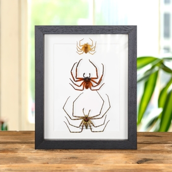 Ragni Huntsman in Cornice (Heteropoda sp)