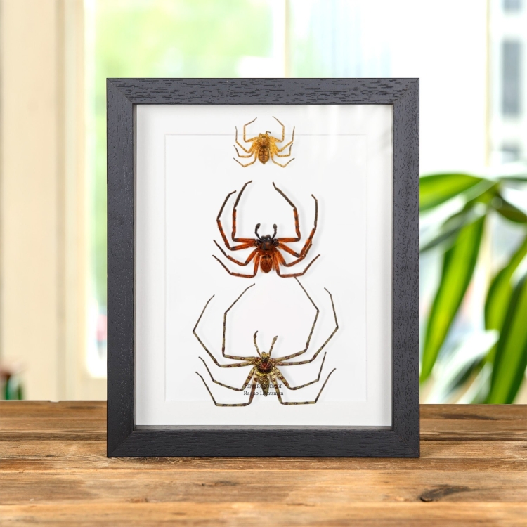 Ragni Huntsman in Cornice (Heteropoda sp)