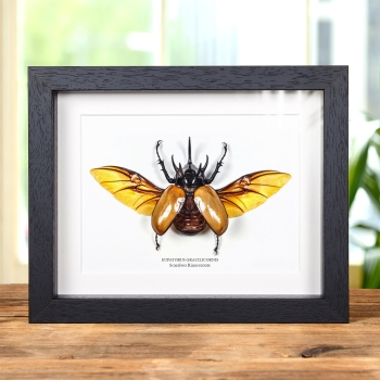 Scarabeo Rinoceronte con Ali Aperte in Cornice (Eupatorus gracilicornis)
