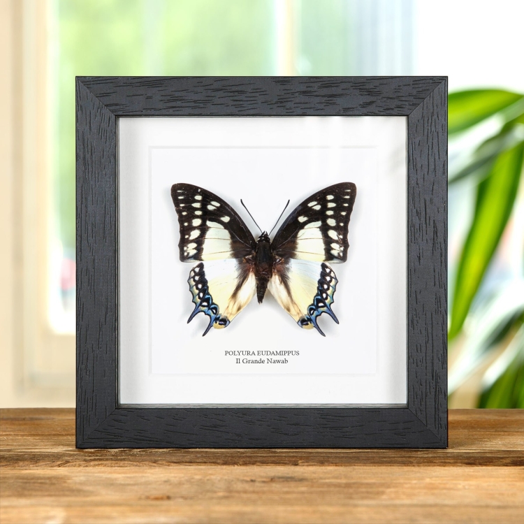 Il Grande Nawab In Cornice (Polyura eudamippus)