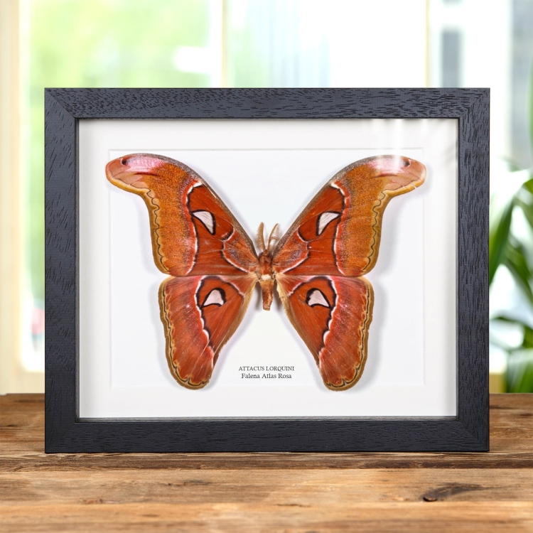 Falena Atlas Rosa in Cornice (Attacus lorquini)