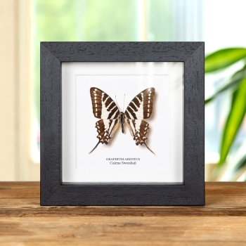 Farfalla Spada ChaIn in Cornice (Graphium aristeus)