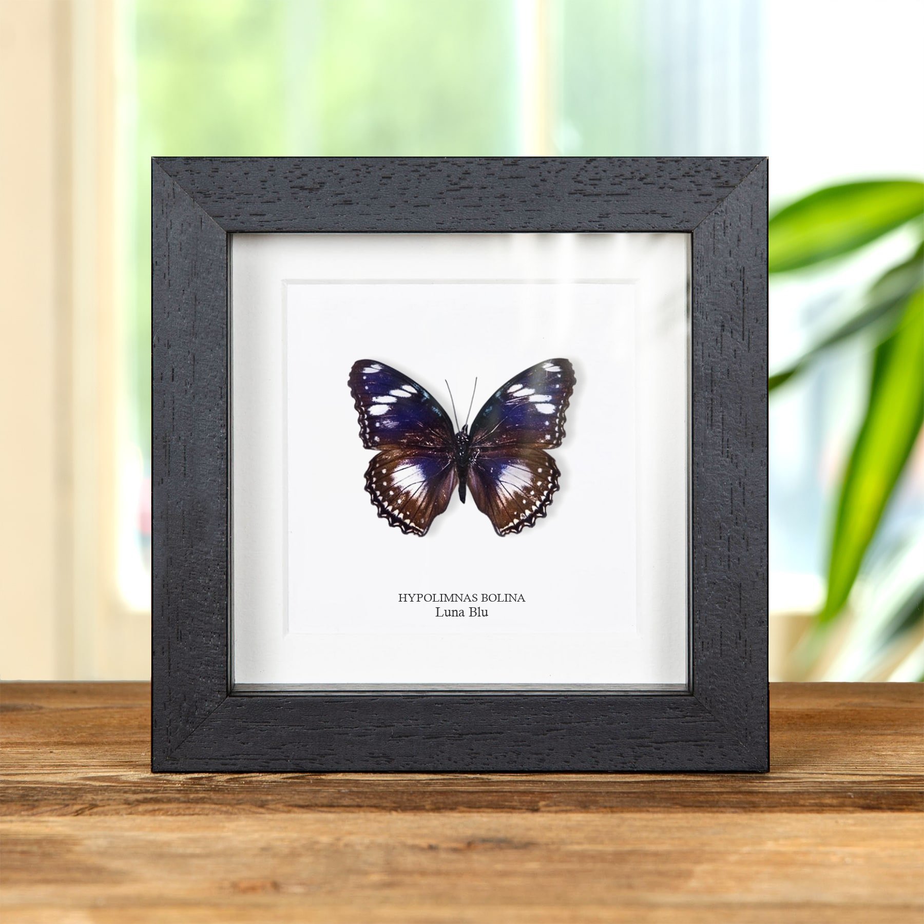Minibeast Farfalla Blue Moon in Cornice (Hypolimnas bolina)