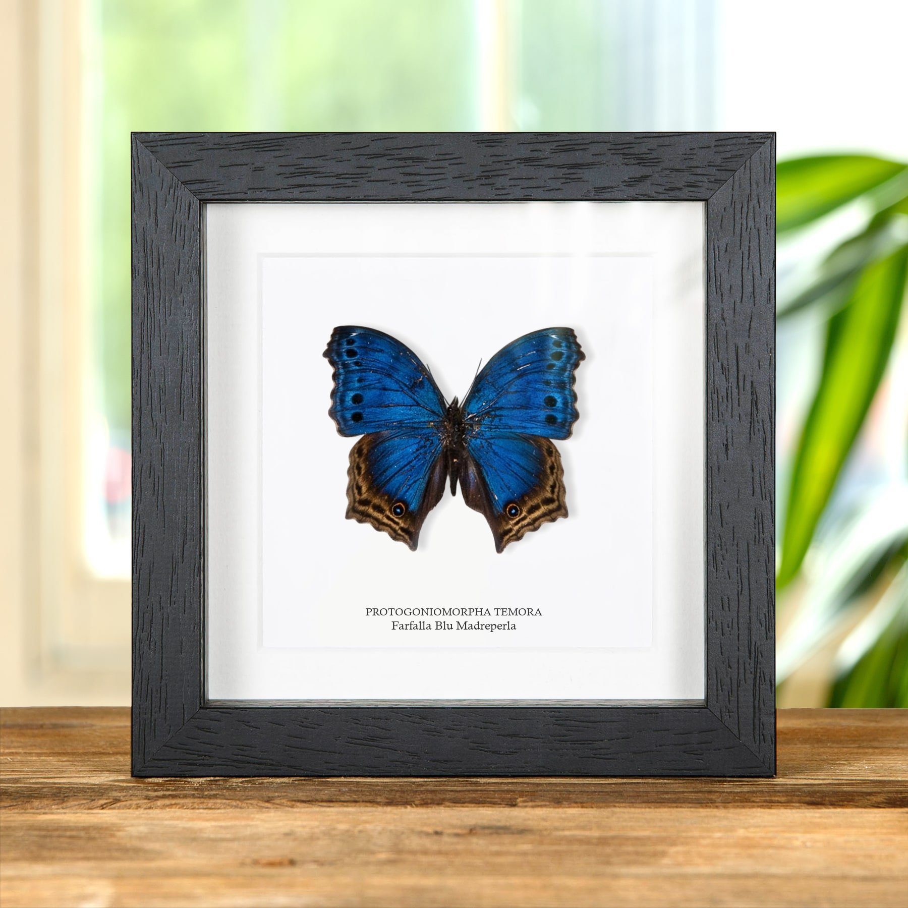 Minibeast Farfalla Blu Madreperla in Cornice (Protogoniomorpha temora)