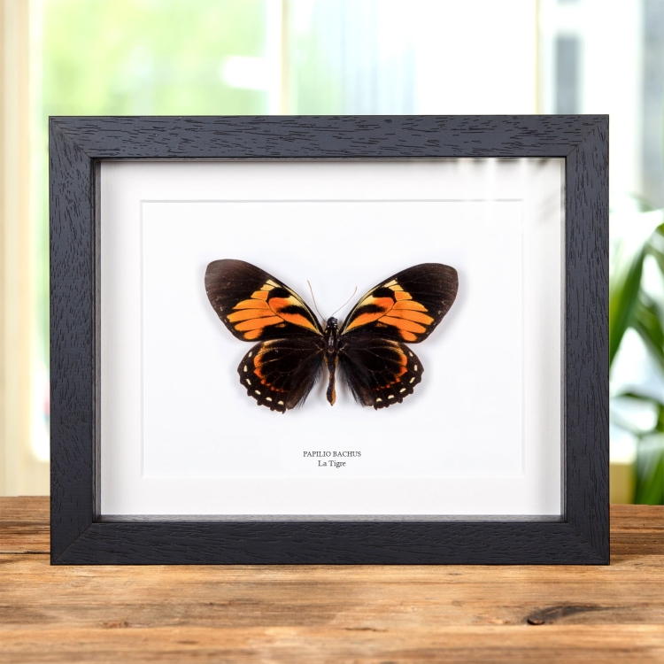 Farfalla Tigre in Cornice (Papilio bachus)