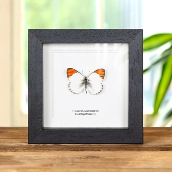 Farfalla Rosso Punta in Cornice (Colotis antevippe)