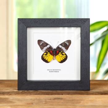 Farfalla Jezebel Malese Lato Ventral in Cornice (Delias henningia)