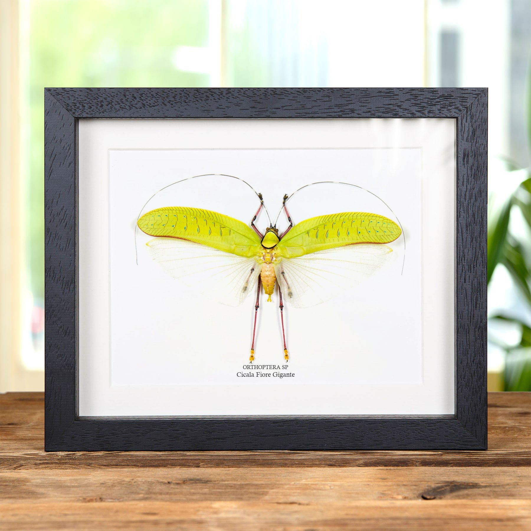 Minibeast Tettigonide gigante dei fiori in cornice (Orthoptera sp)