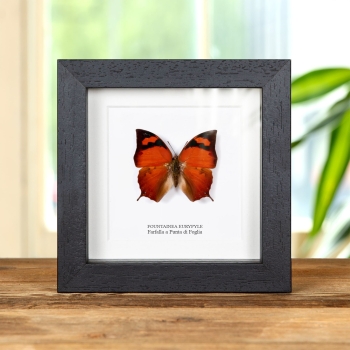Farfalla Pointed Leafwing in Cornice (Fountainea eurypyle)