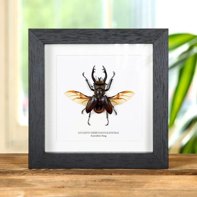 Cervo volante in cornice (Lucanus Thibetanus katsurai)
