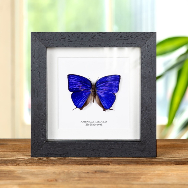 Farfalla Blu Hairstreak in Cornice (Arhopala hercules)
