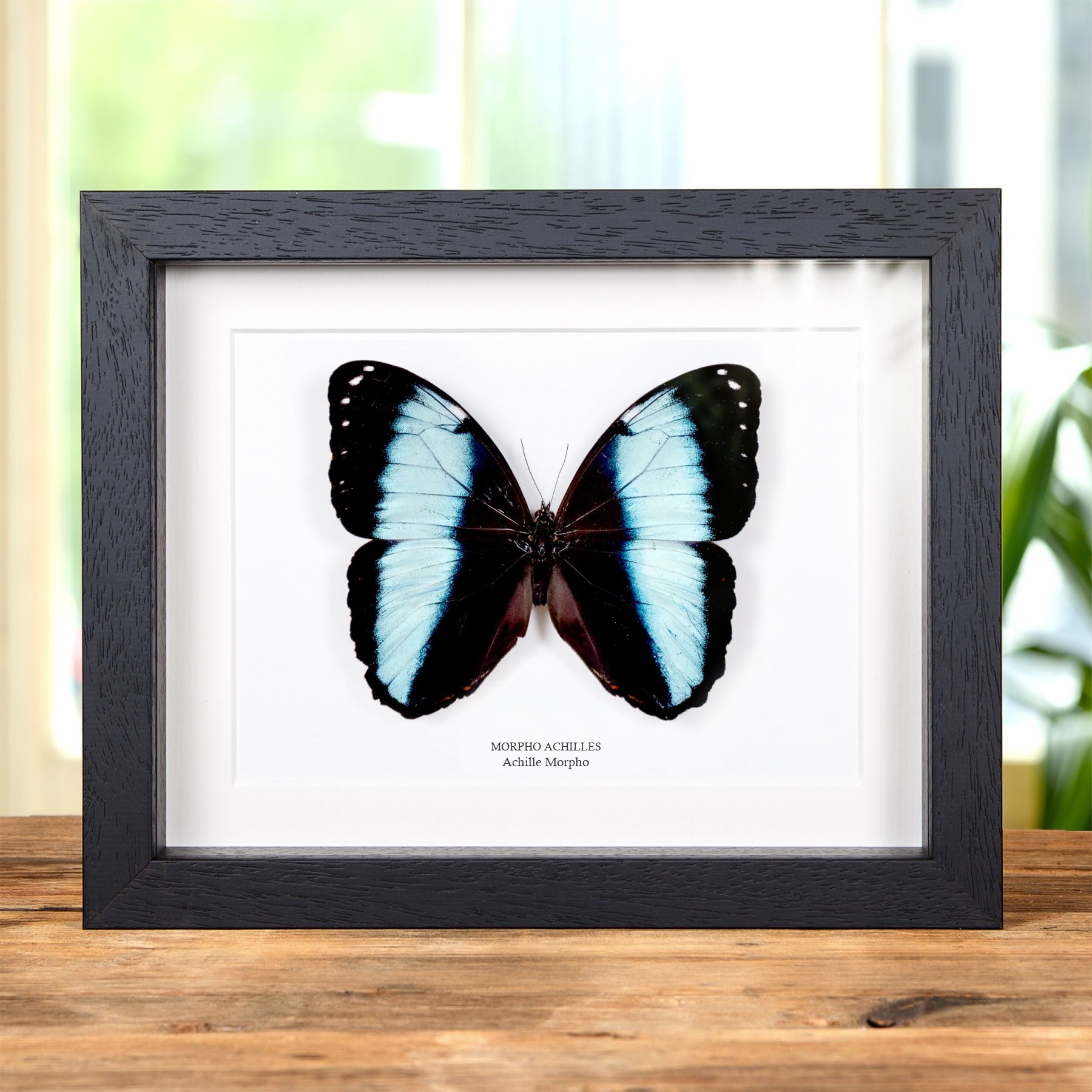 Minibeast Achilles Morpho in Cornice (Morpho achilles)
