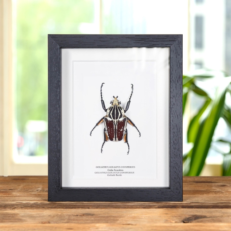 Golia Scarabeo in Cornice (Goliathus goliatus conspersus)