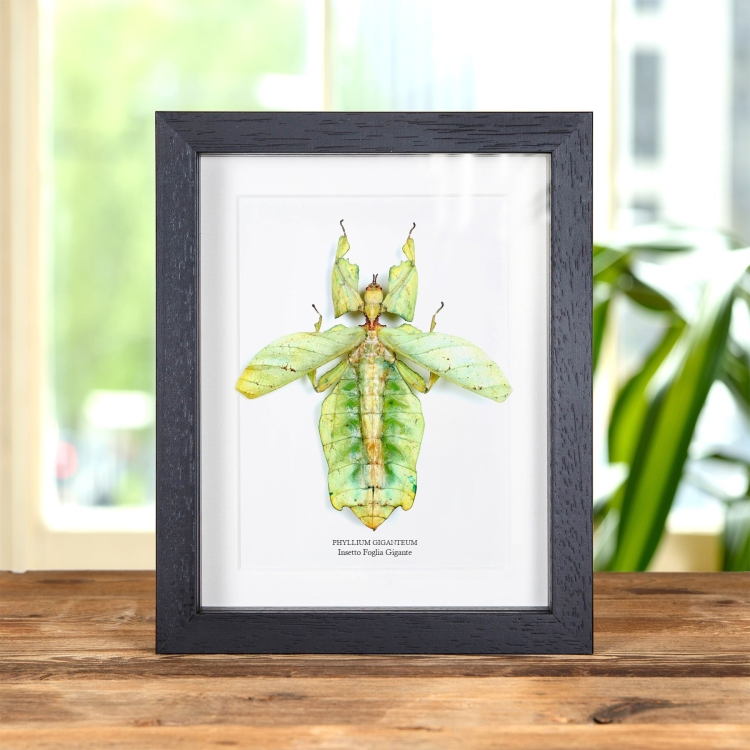 Insetto Foglia Gigante con Ali Aperte in Cornice (Phyllium giganteum)