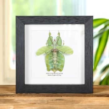 Insetto Foglia di Gray con Ali Aperte in Cornice (Phyllium bioculatum)