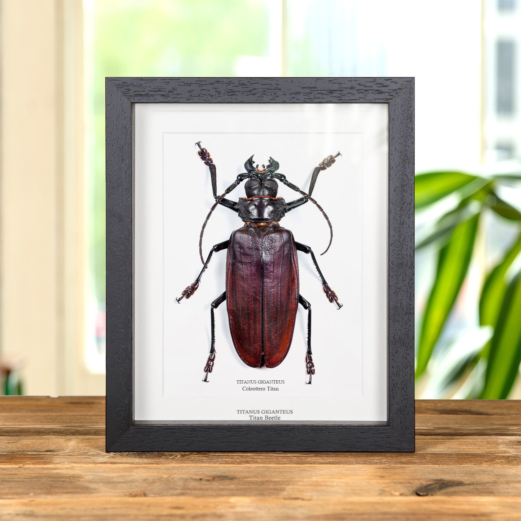 Minibeast Coleottero Titan in Cornice (Titanus giganteus)