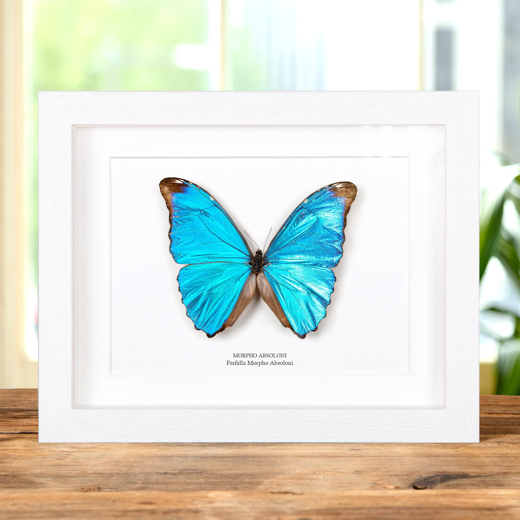 Minibeast Absoloni Morpho Butterfly In Cornice (Morpho absoloni)