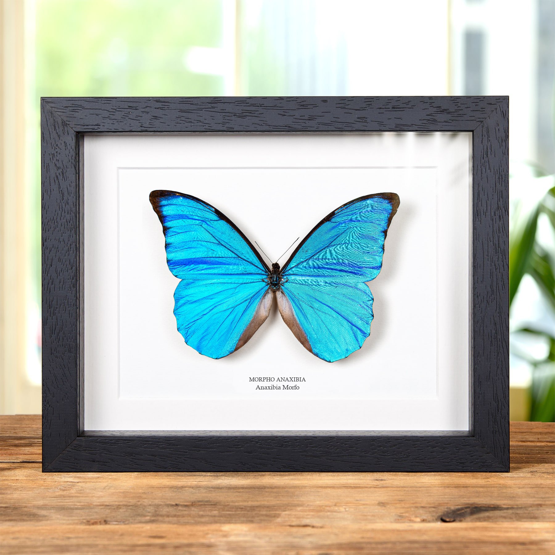 Minibeast Anaxibia Morpho farfalla in Cornice (Morpho anaxibia)