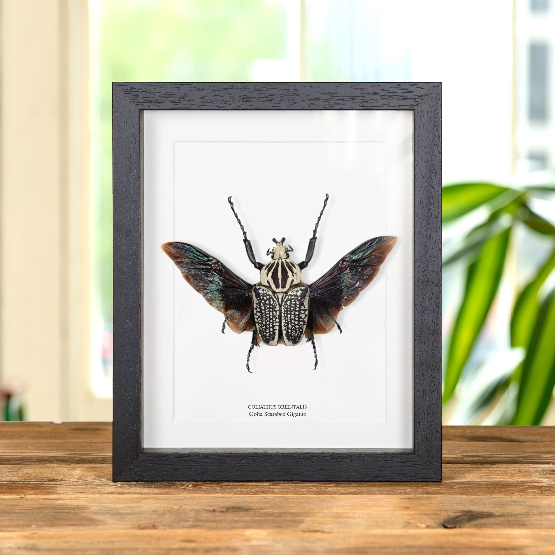 Minibeast Golia Scarabeo Gigante 40-50 mm in Cornice (Goliathus orientalis)