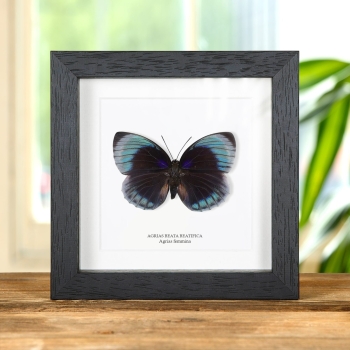 Farfalla Agrias Femmina in Cornice (Agrias beata beatifica)