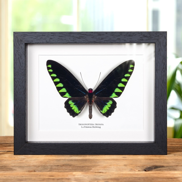 Farfalla Palawan Birdwing In Cornice (Trogonoptera trojana)