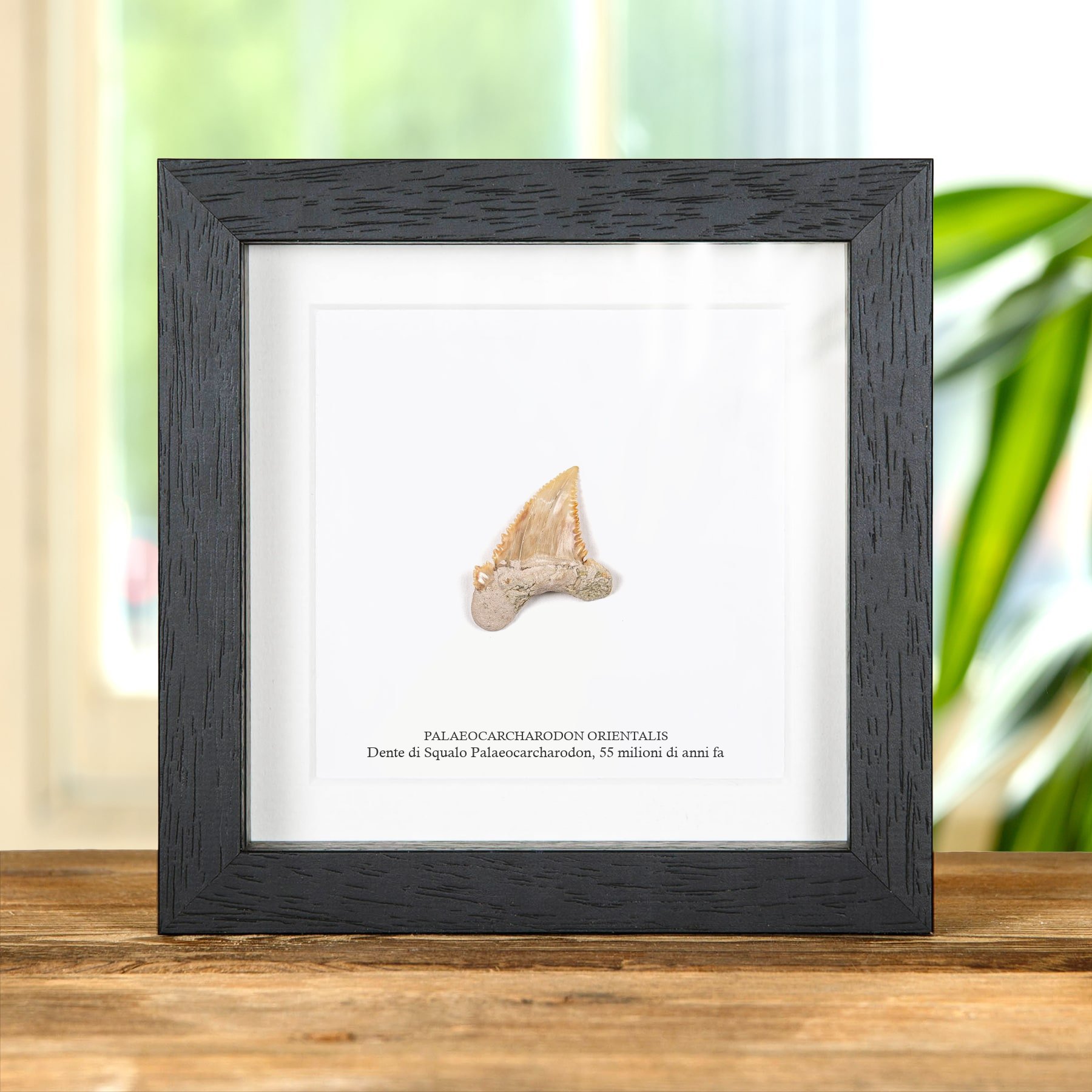 Minibeast Fossile Di Dente Di Squalo Palaeocarcharodon In Cornice (Palaeocarcharodon orientalis)