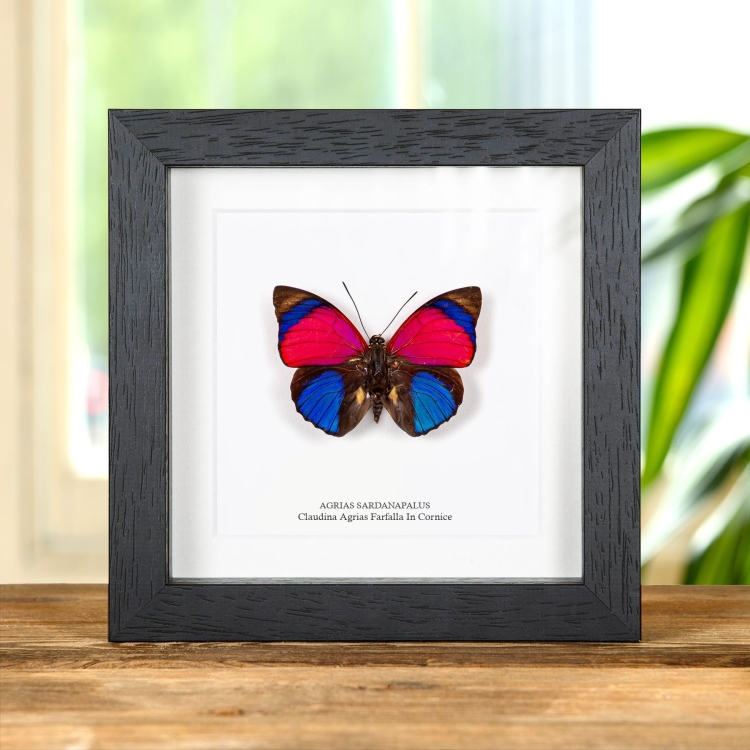 Claudina Agrias Butterfly In Cornice (Agrias sardanapalus)
