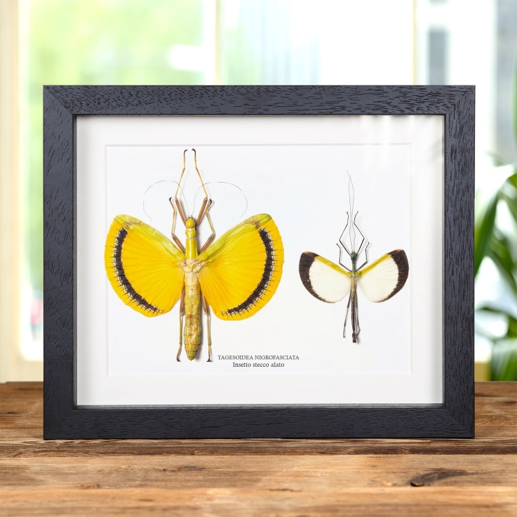 Insetto Stecco Alato Maschio &amp; Coppia Femmina In Cornice (Tagesoidea nigrofasciata)