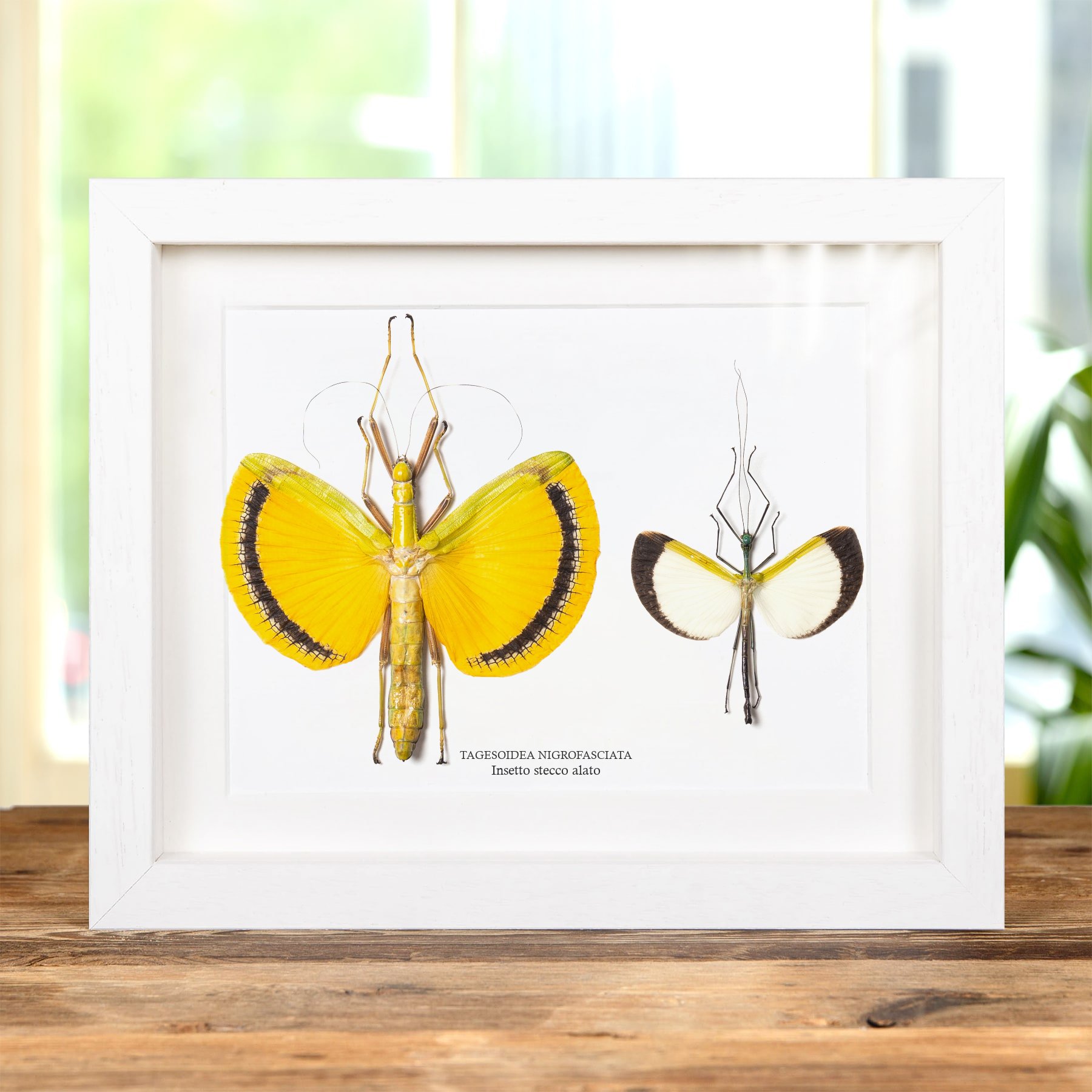 Minibeast Insetto Stecco Alato Maschio & Coppia Femmina In Cornice (Tagesoidea nigrofasciata)