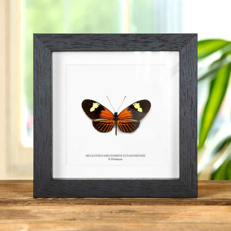 La Farfalla Postman In Cornice (Heliconius melpomene ecuadorensis)