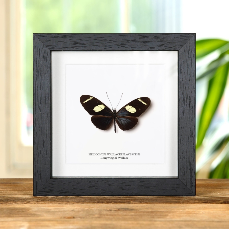 Farfalla Longwing Di Wallace In Cornice (Heliconius wallacei flavescens)