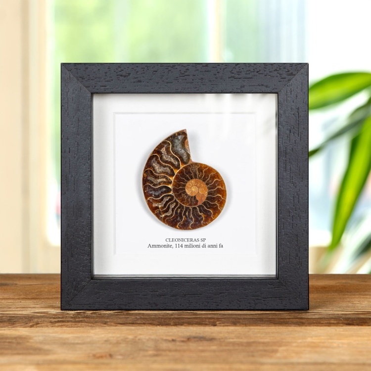 Tagliato e Lucidato Fossile di Ammonite in Cornice (Cleoniceras sp)