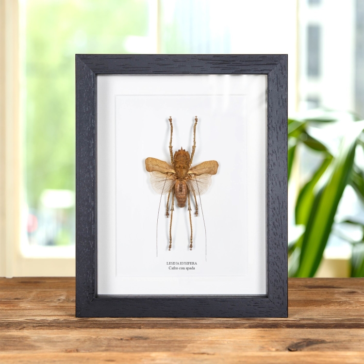 Cafro Con Spada In Cornice (Lesina ensifera)