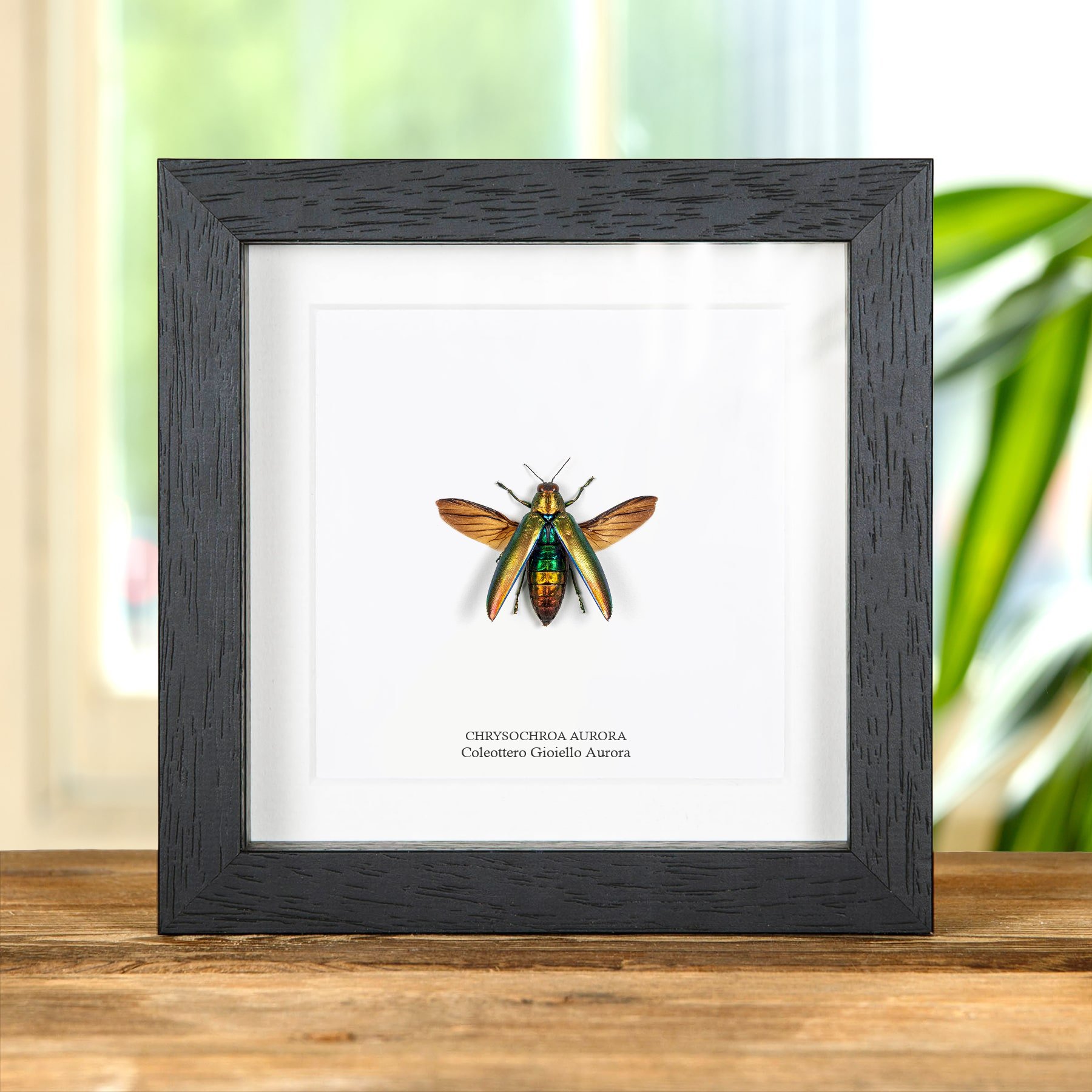 Minibeast Coleottero Gioiello Aurora In Cornice (Chrysochroa aurora)