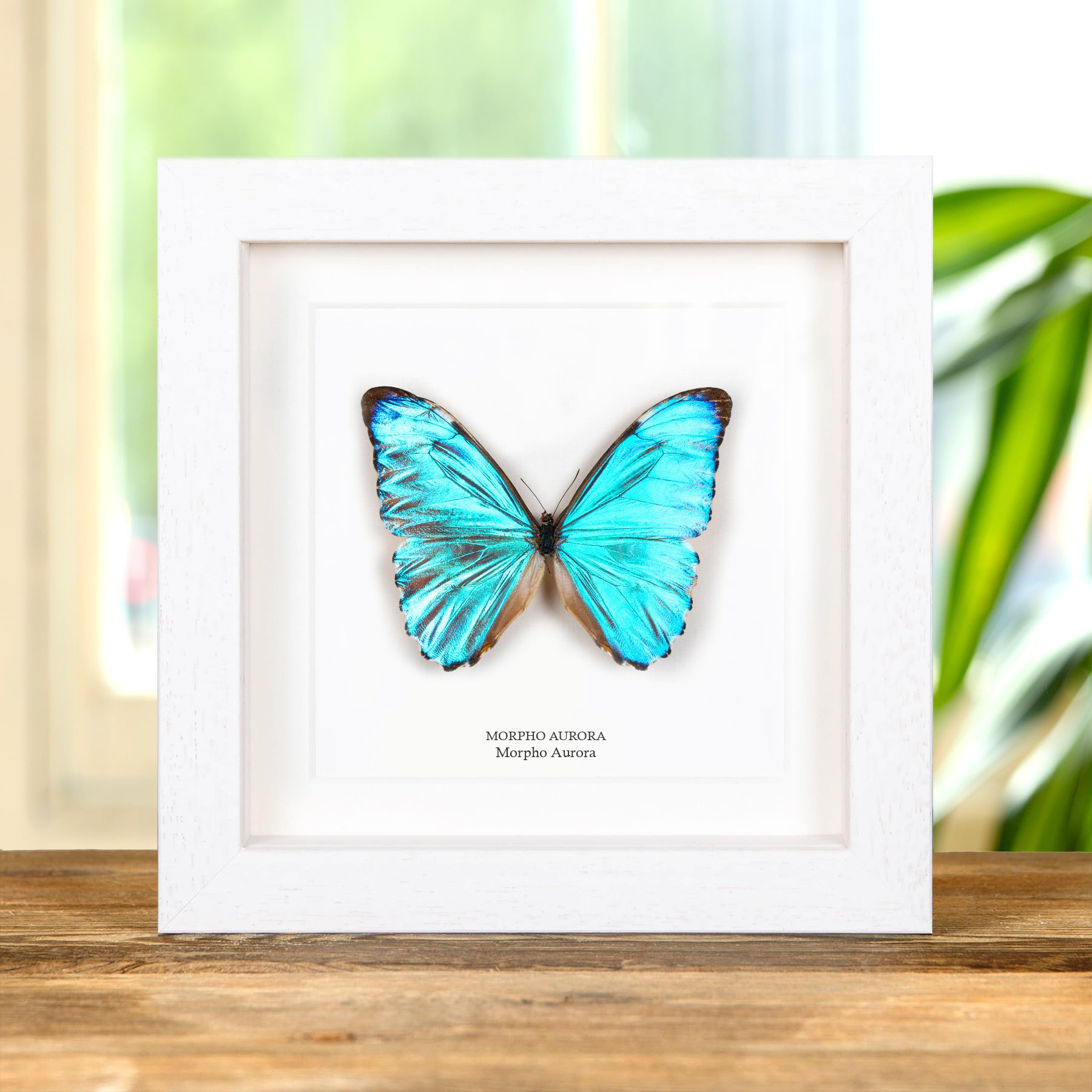 Minibeast Farfalla Aurora Morpho in Cornice (Morpho aurora)