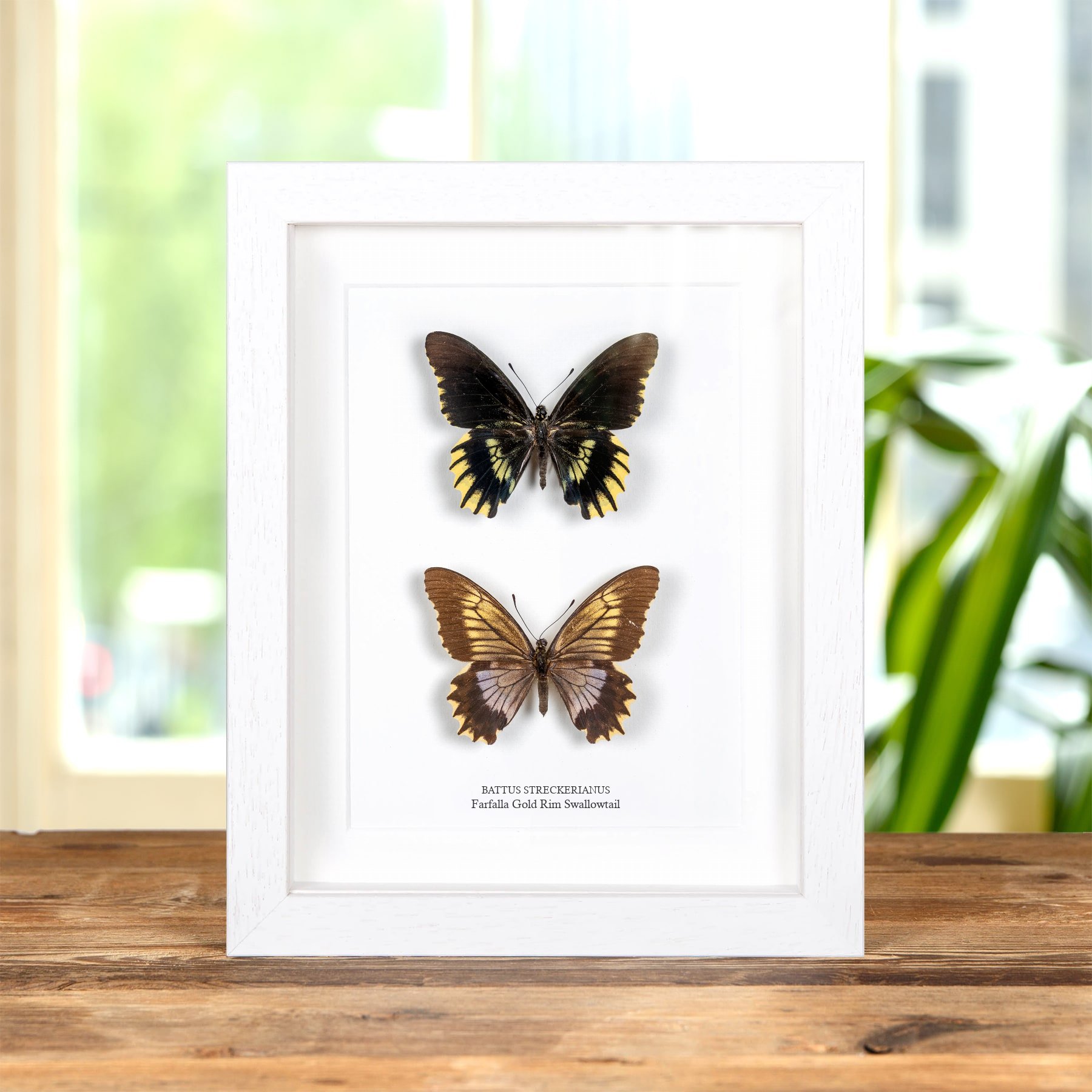 Minibeast Farfalla Gold Rim Swallowtail Maschio & Femmina Pair In Cornice (Battus streckerianus)